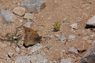 Yalanc Esmerperi (Hyponephele lycaonoides)