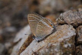 Lampides (Lampides boeticus)