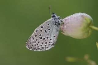 Byk Korubeni (Phengaris arion)