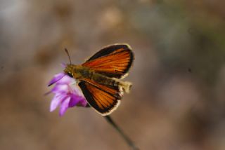 Siyah Antenli Zpzp (Thymelicus lineolus)