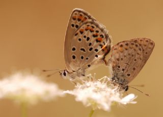 Doulu Esmergz (Plebejus carmon)