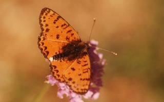 Kafkasyal parhan (Melitaea interrupta)