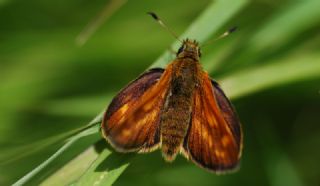Orman Zpzp (Ochlodes sylvanus)