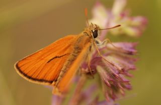 Sar Antenli Zpzp (Thymelicus sylvestris)