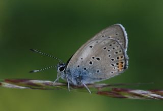 Byk Mor Bakr Gzeli (Lycaena alciphron)