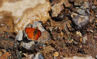 Benekli parhan (Melitaea didyma)