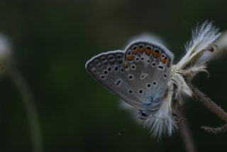 okgzl Mavi (Polyommatus icarus)