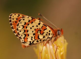 Benekli parhan (Melitaea didyma)