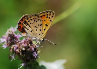 Alev Ategzeli (Lycaena kefersteinii)