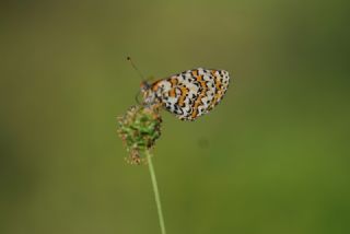 Gzel parhan (Melitaea syriaca)