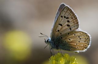 okgzl Edon Mavisi (Polyommatus aedon)