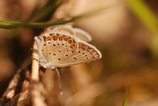 das Mavisi, Esmergz (Plebejus idas)