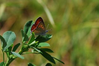 Byk Mor Bakr Gzeli (Lycaena alciphron)