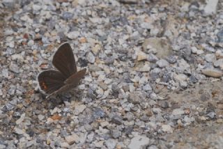 Doulu Esmergz (Plebejus carmon)