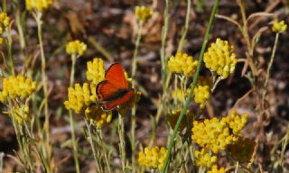 Kk Ate Gzeli (Lycaena thersamon)