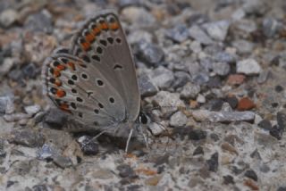 Doulu Esmergz (Plebejus carmon)