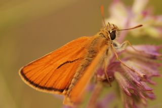 Sar Antenli Zpzp (Thymelicus sylvestris)