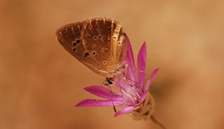 Anormal �okg�zl�&nbsp;(Polyommatus&nbsp;admetus)