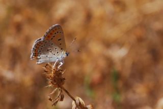 Kk Ate Gzeli (Lycaena thersamon)