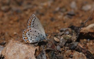 Anadolu Esmergz (Plebejus modicus)