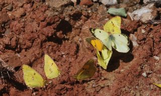 Gzel Azamet (Colias alfacariensis)