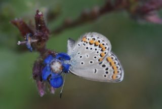 Doulu Esmergz (Plebejus carmon)