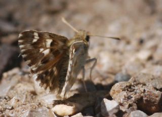 Mermer Zpzp (Carcharodus lavatherae)