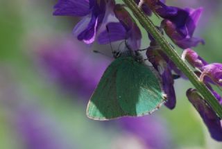 Zmrt (Callophrys rubi)