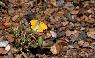 Sar Azamet (Colias croceus)