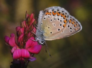 Gm Lekeli Esmergz (Plebejus argus)