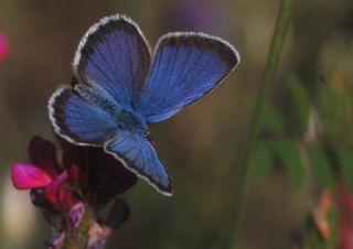 Gm Lekeli Esmergz (Plebejus argus)