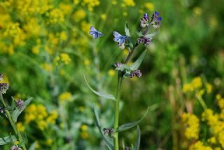 Gm Lekeli Esmergz (Plebejus argus)