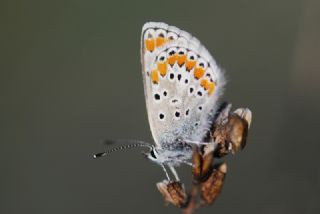 okgzl Esmer (Aricia agestis)