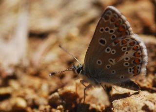 okgzl Orman Esmeri (Aricia artaxerxes)
