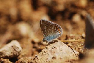 okgzl Mavi (Polyommatus icarus)