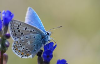 okgzl Gk Mavisi (Polyommatus bellargus)