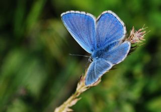 okgzl Gk Mavisi (Polyommatus bellargus)