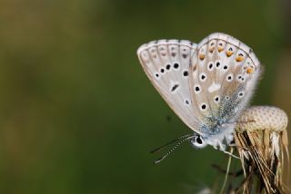 okgzl Gk Mavisi (Polyommatus bellargus)