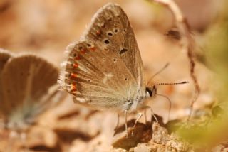 okgzl Turkuvaz Mavisi (Polyommatus dorylas)