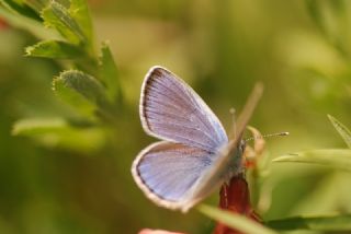 Karagz Mavisi (Glaucopsyche alexis)