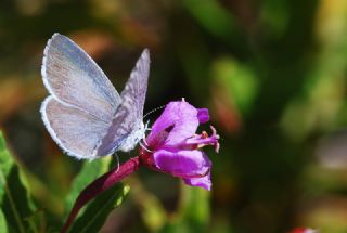 Kutsal Mavi (Celastrina argiolus)