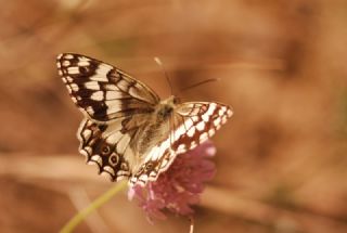 Anadolu Melikesi (Melanargia larissa)
