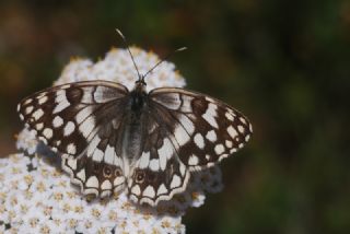Anadolu Melikesi (Melanargia larissa)
