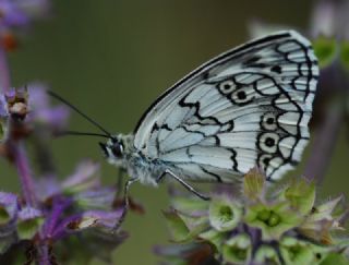 Anadolu Melikesi (Melanargia larissa)