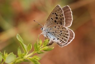 B�y�k Korubeni&nbsp;(Phengaris&nbsp;arion)