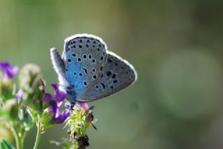 Byk Korubeni (Phengaris arion)