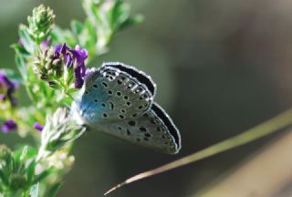 Byk Korubeni (Phengaris arion)