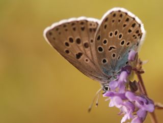 Byk Korubeni (Phengaris arion)