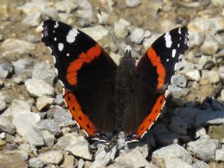 Atalanta (Vanessa atalanta)