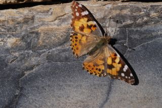 Diken Kelebei (Vanessa cardui)